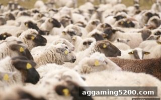 波胆玩法全新体验：捕鱼达人千炮版带你玩转比分预测